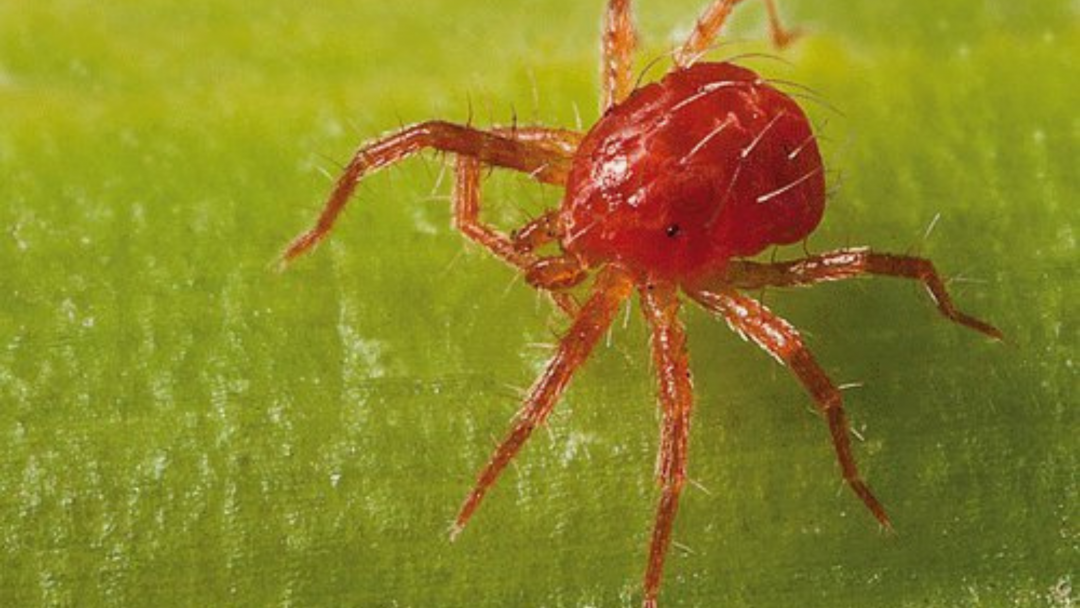 Araña roja una plaga que afecta a el maíz y debe atacarse a tiempo