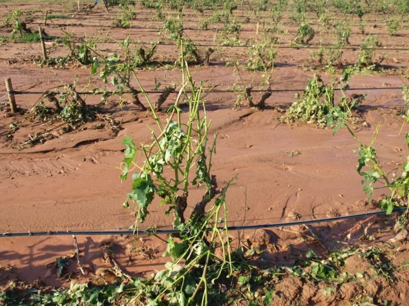 Tratamiento para las plantas dañadas por granizo