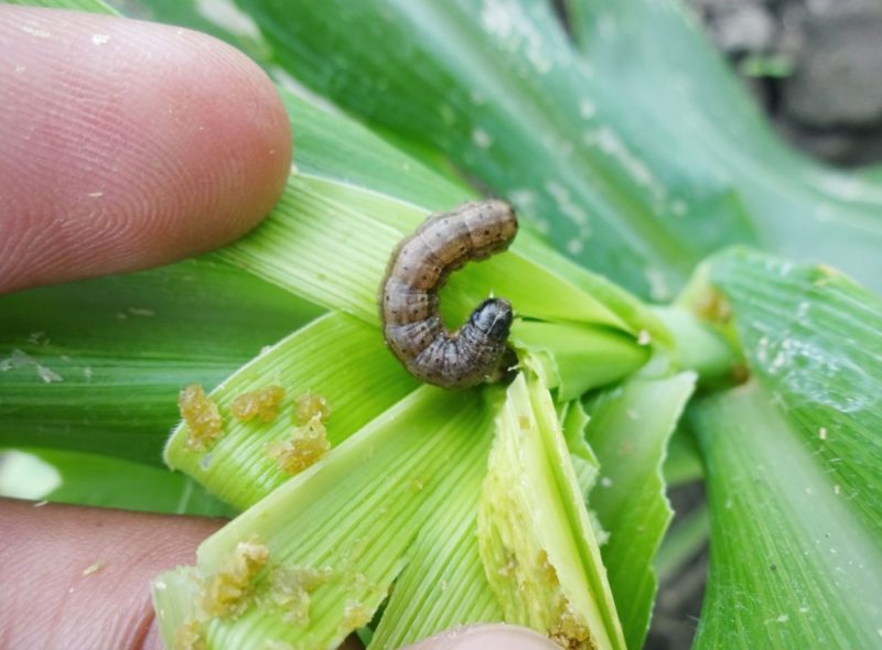 6 Plagas de insectos en cultivos que dañan la producción 