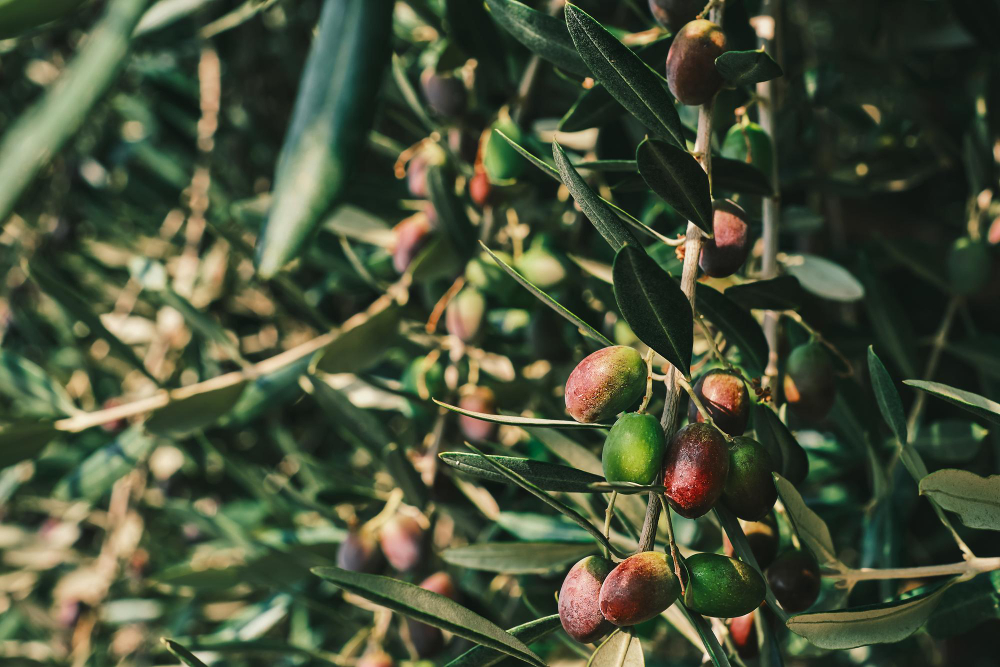 Elegir cultivo de olivos
