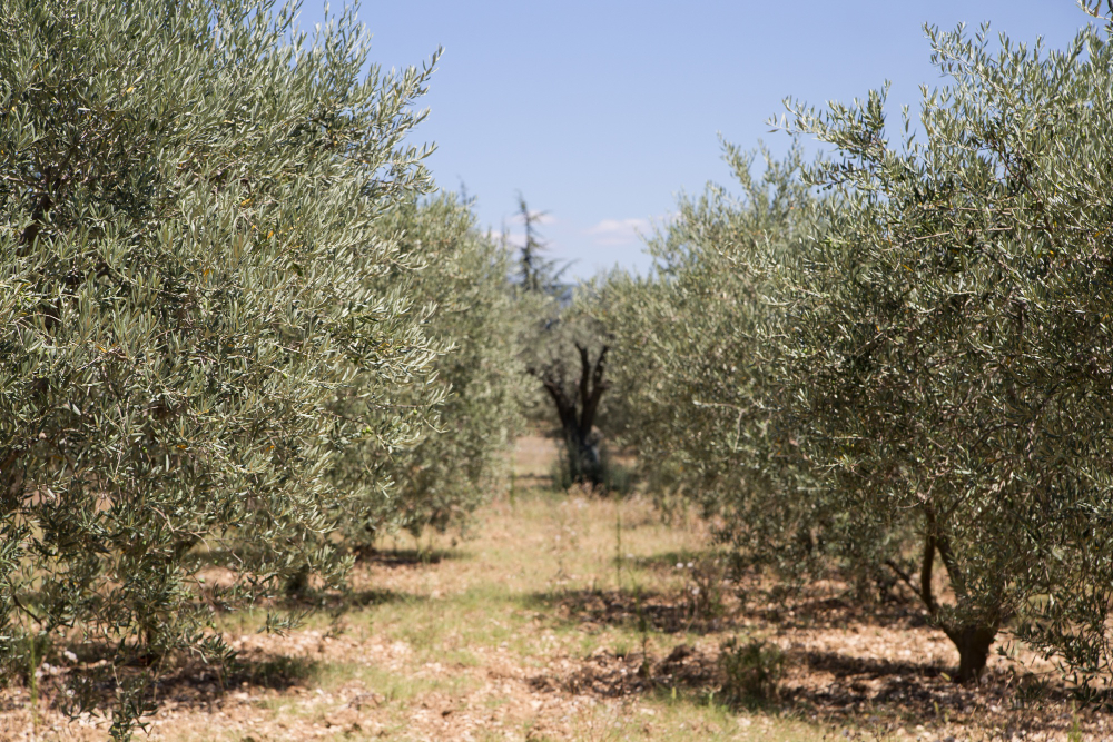 Fertilizar cultivo de olivos