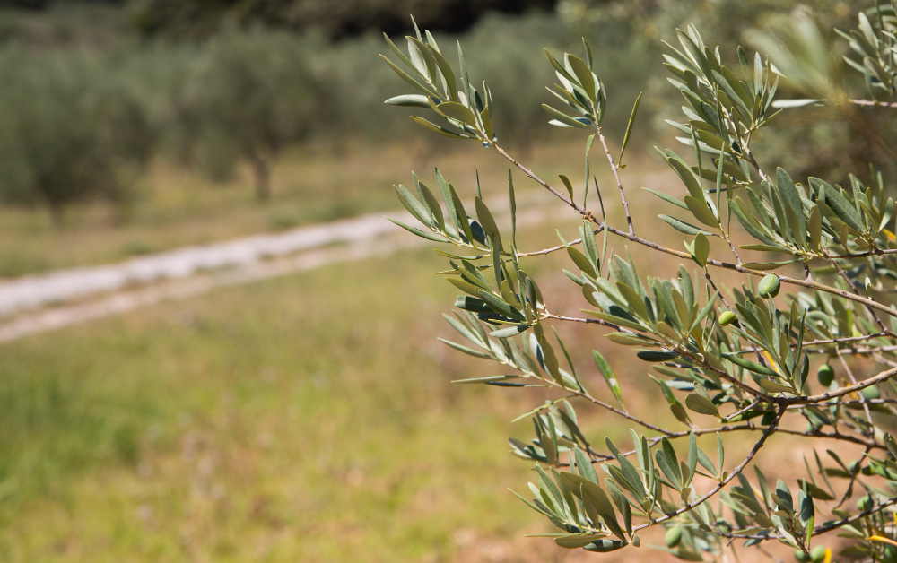 Cultivos de olivos