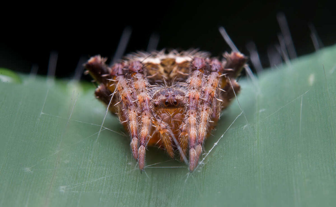 Arana-roja-una plaga-que-afecta al-maiz-y-debe-atacarse-a-tiempo-3