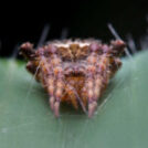 Araña roja, una plaga que afecta al maíz y debe atacarse a tiempo