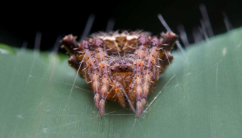 Arana-roja-una plaga-que-afecta al-maiz-y-debe-atacarse-a-tiempo-3