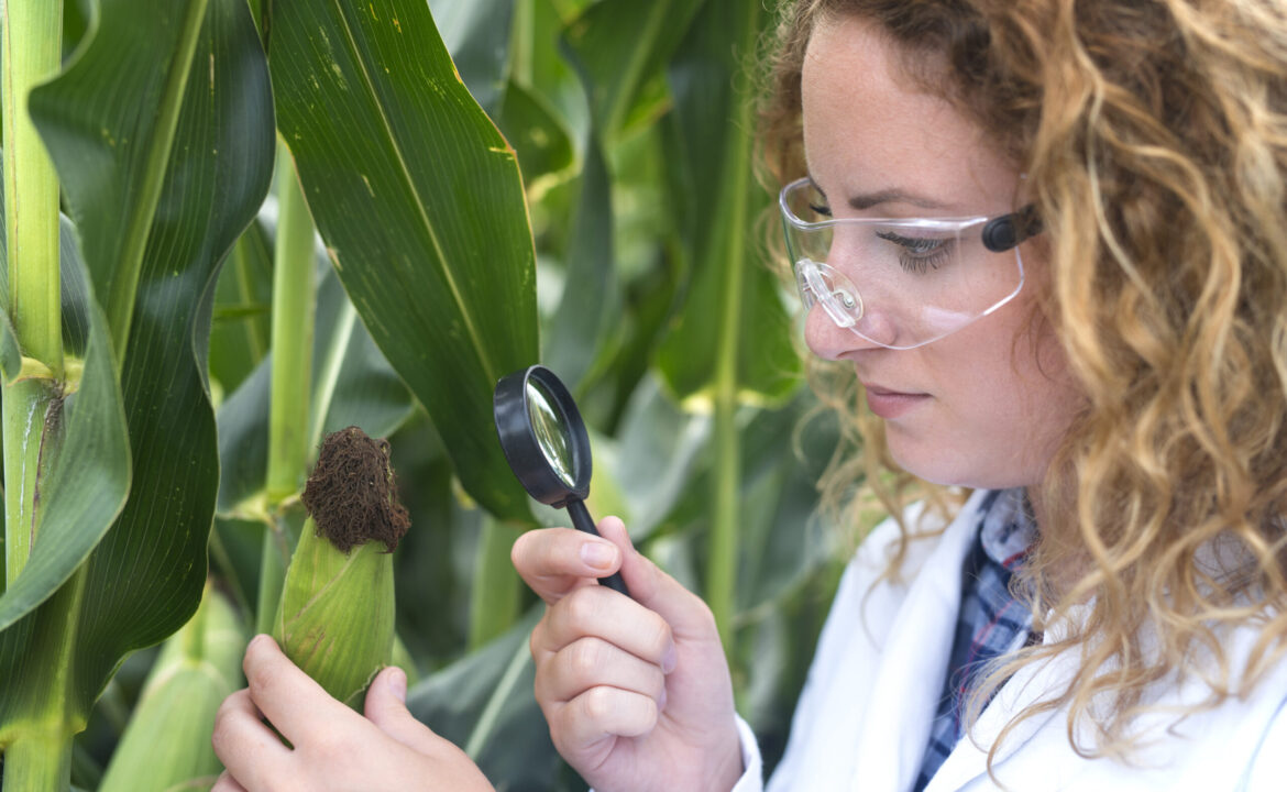 Agronomist expert examining corn leaf looking for disease indicator.