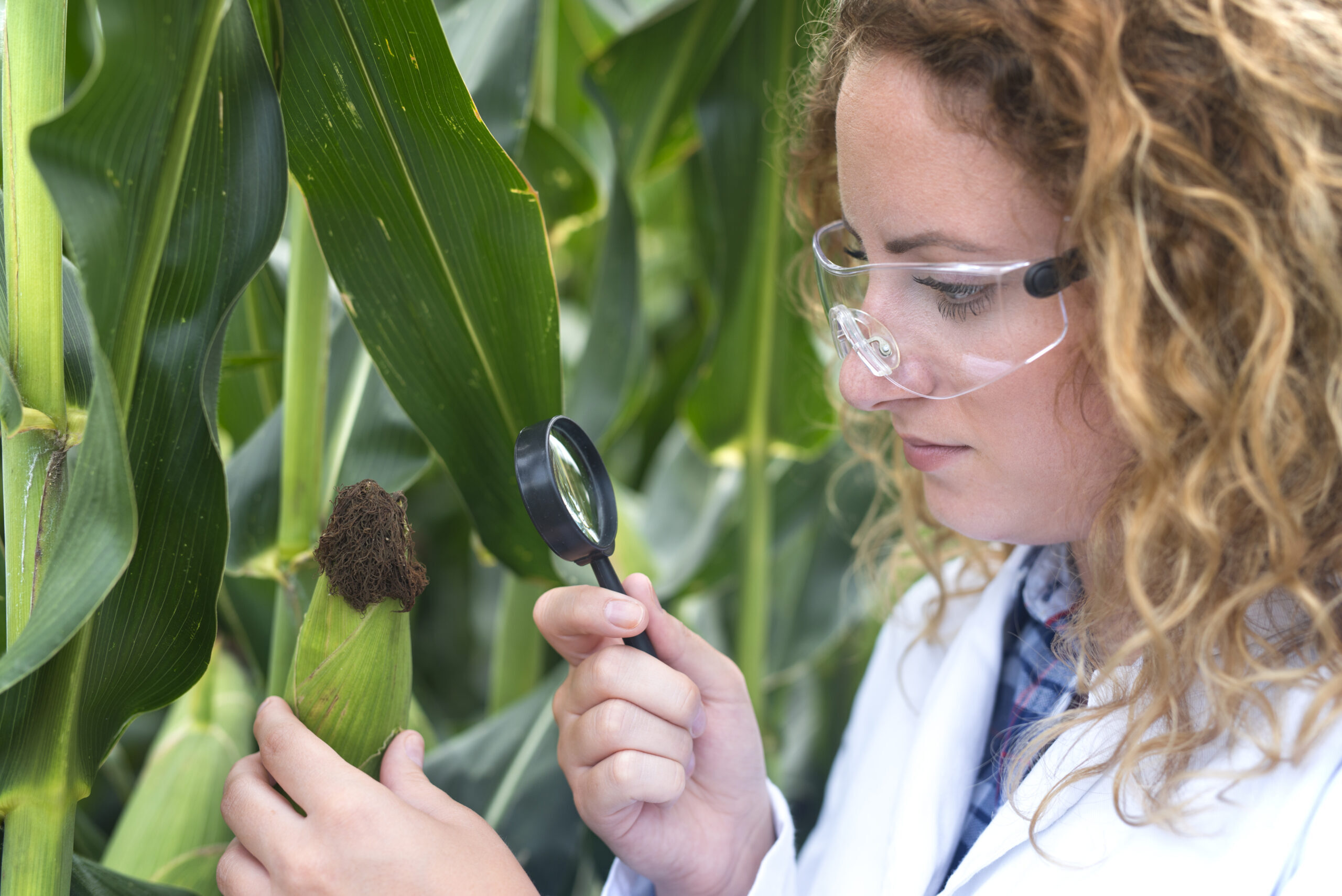 Agronomist expert examining corn leaf looking for disease indicator.