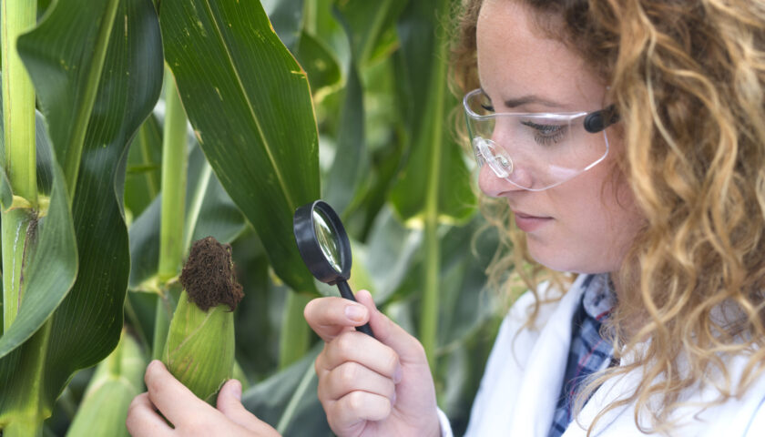 Agronomist expert examining corn leaf looking for disease indicator.