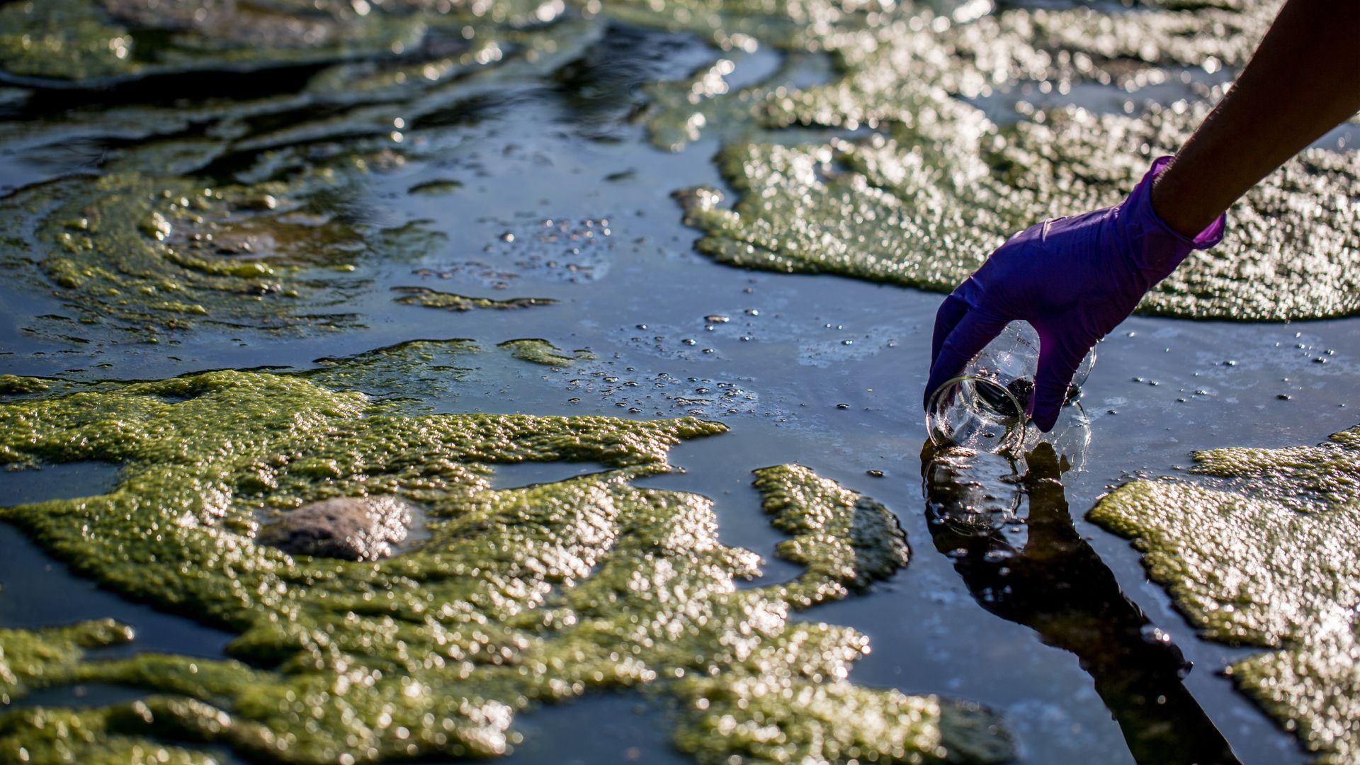 Problemas con los sistemas de riego por las algas