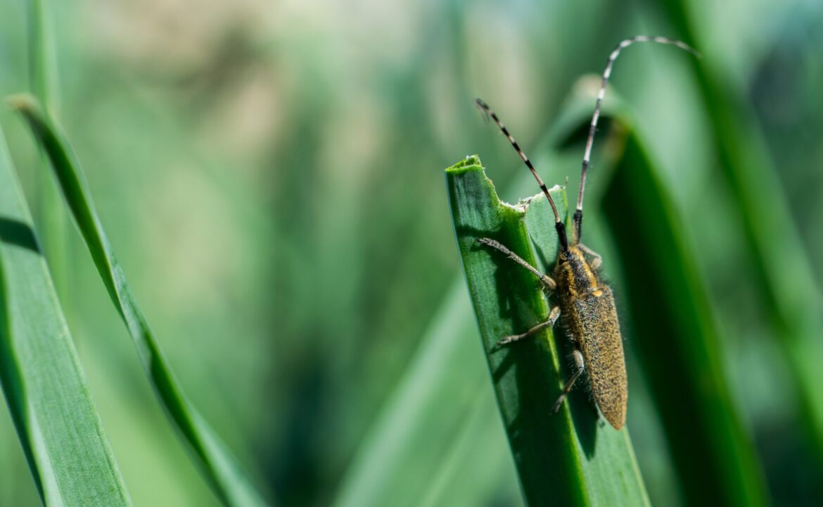 Asphodel Long Horned Beetle, Agapanthia asphodeli, resting on a leaf.