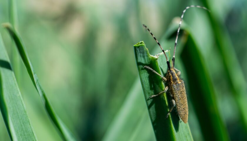 Asphodel Long Horned Beetle, Agapanthia asphodeli, resting on a leaf.
