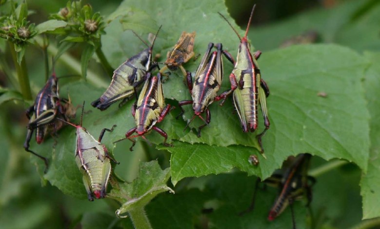 Insectos que atacan de forma masiva