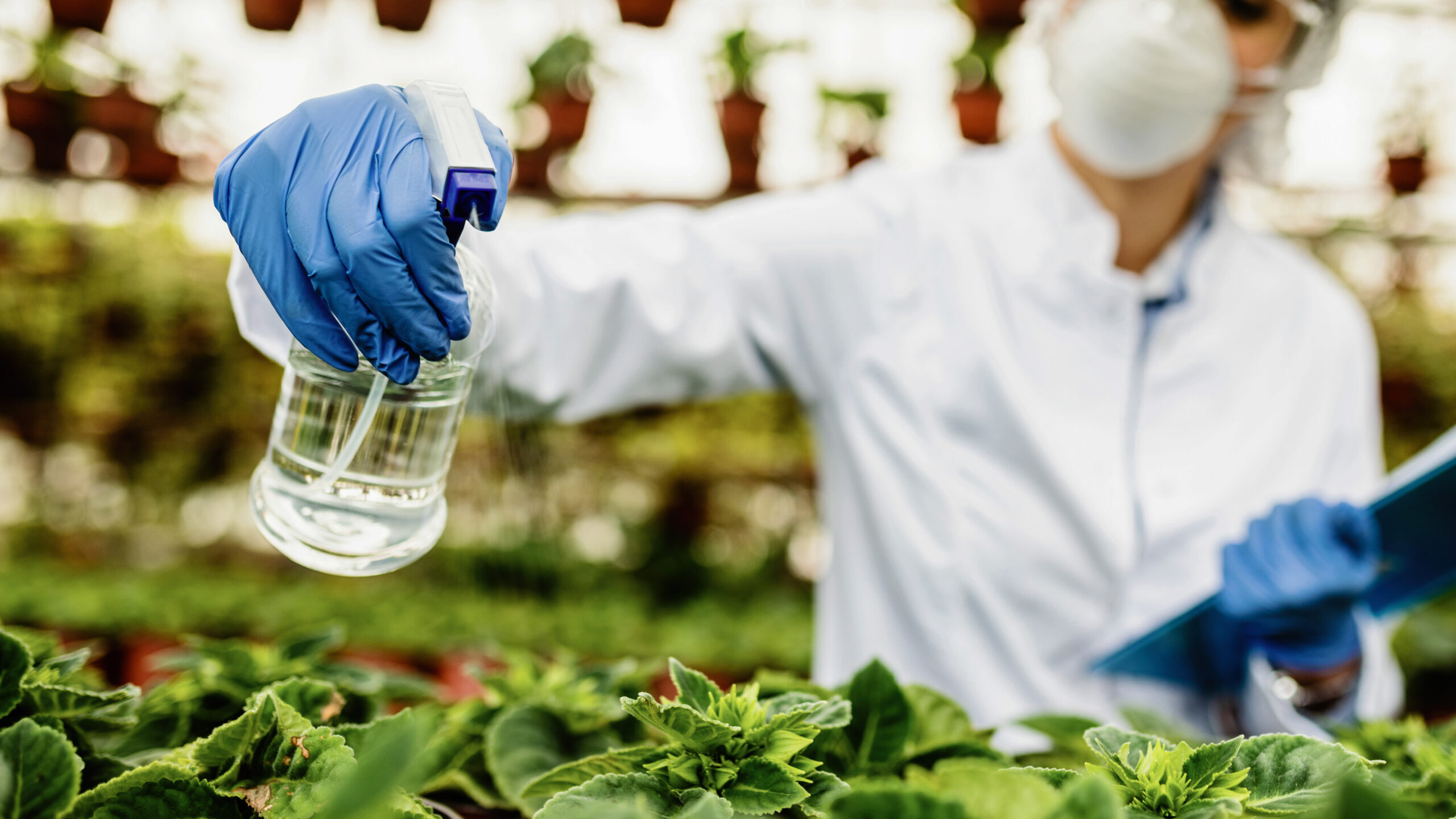 Close-up of scientist using spray bottle while nourishing plants in a greenhouse.