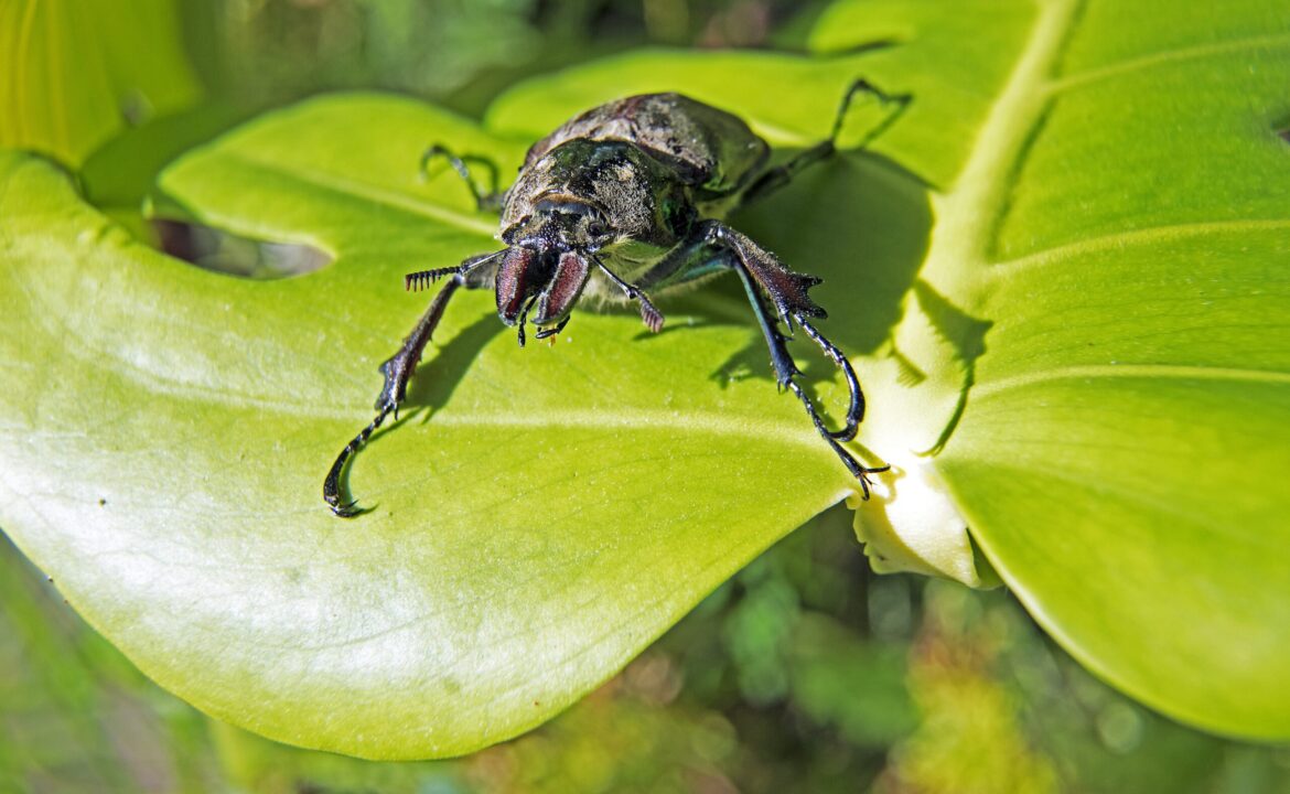 Closeup shot of a beetle on a leaf