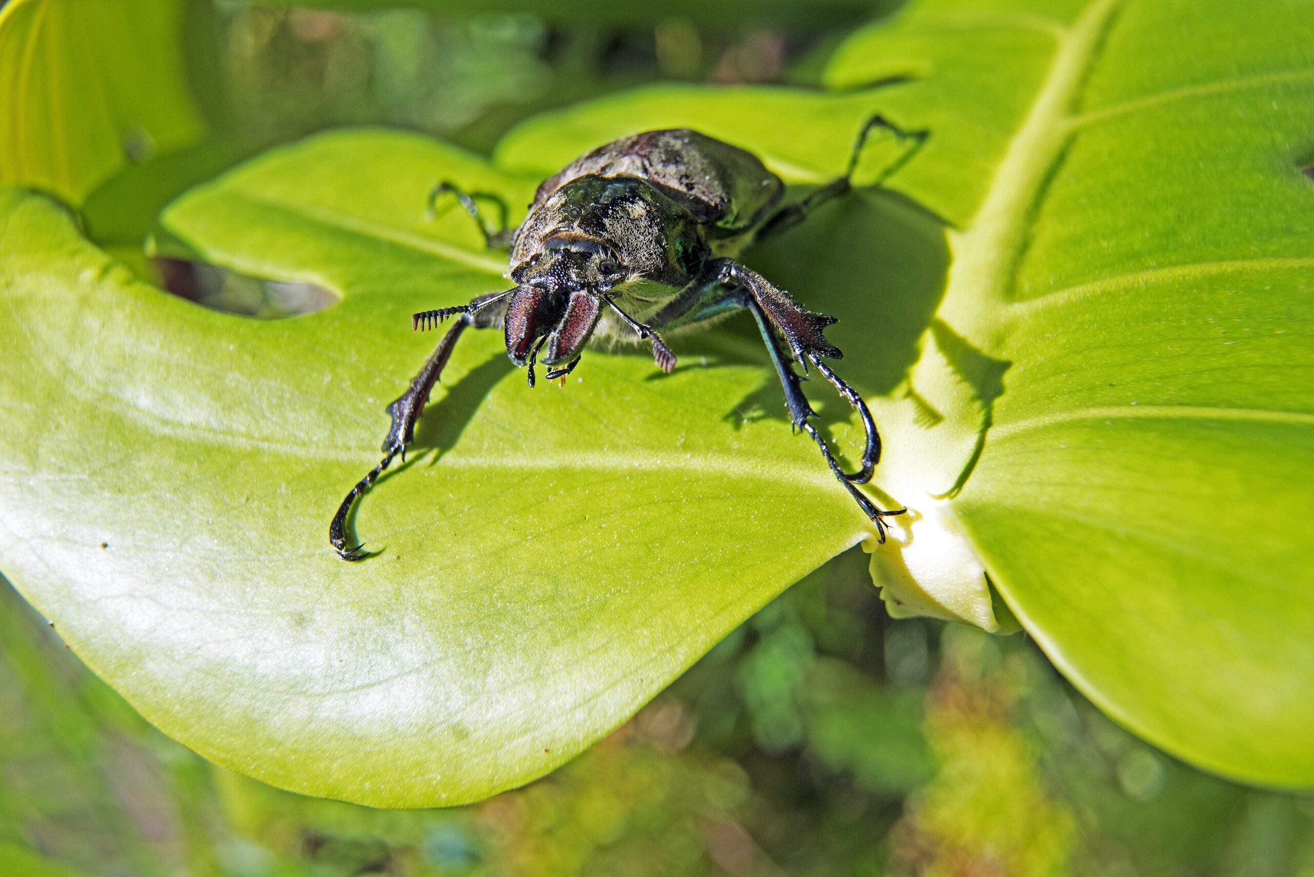Closeup shot of a beetle on a leaf
