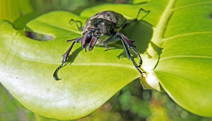 Closeup shot of a beetle on a leaf