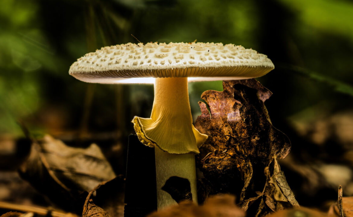 Closeup shot of wild mushrooms