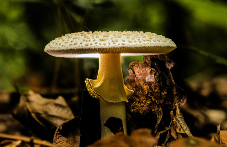 Closeup shot of wild mushrooms
