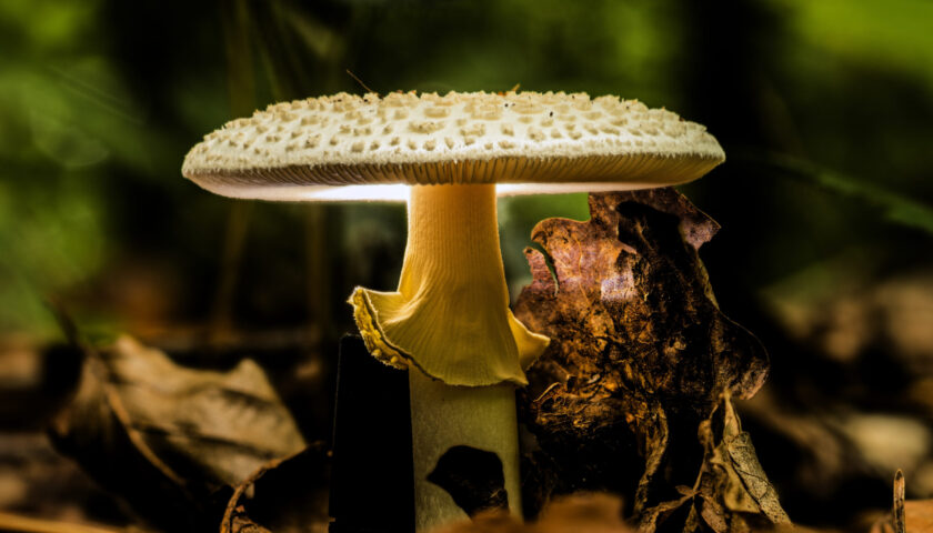 Closeup shot of wild mushrooms