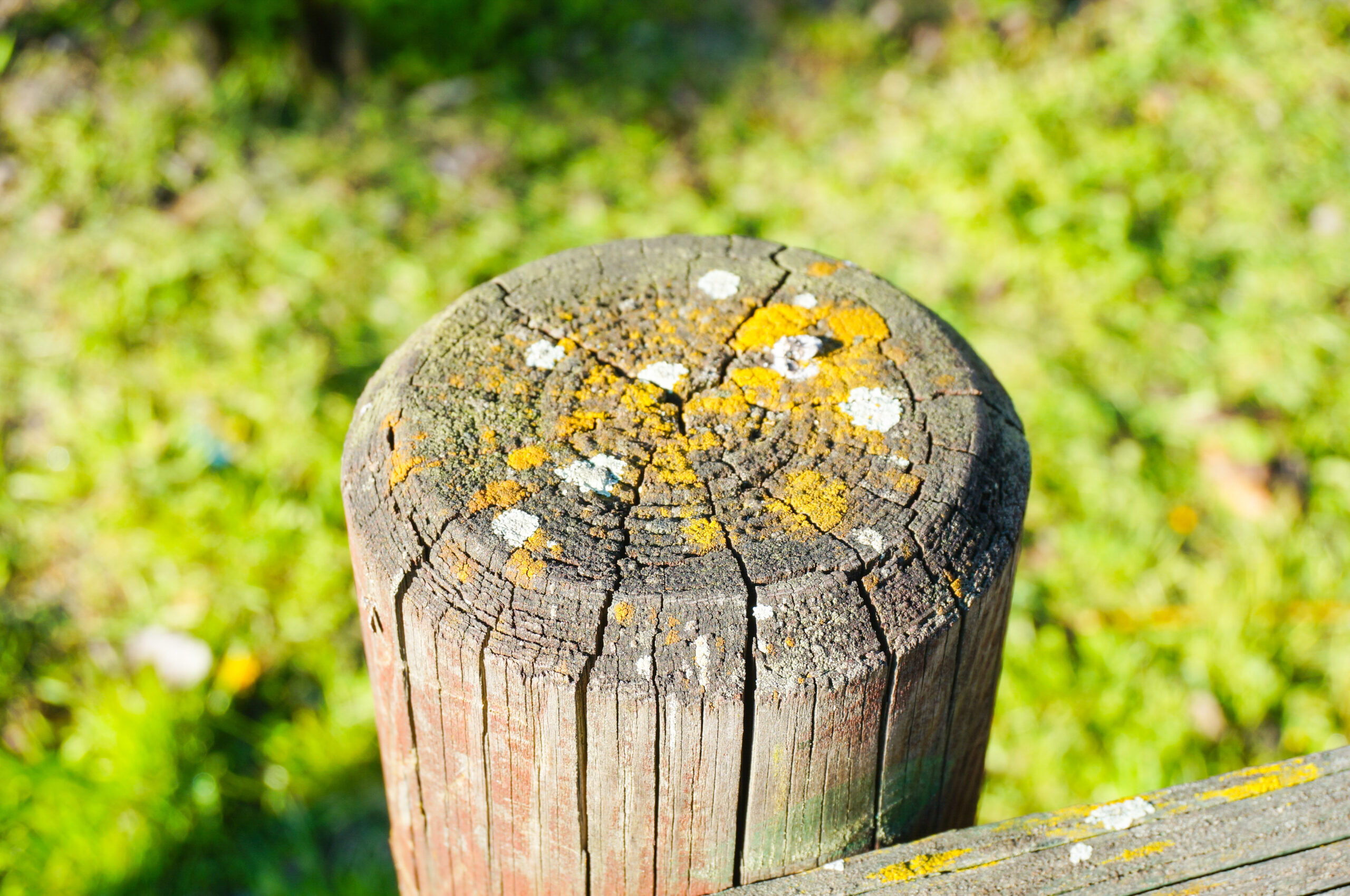 Closeup shot of a wooden pole with fungus