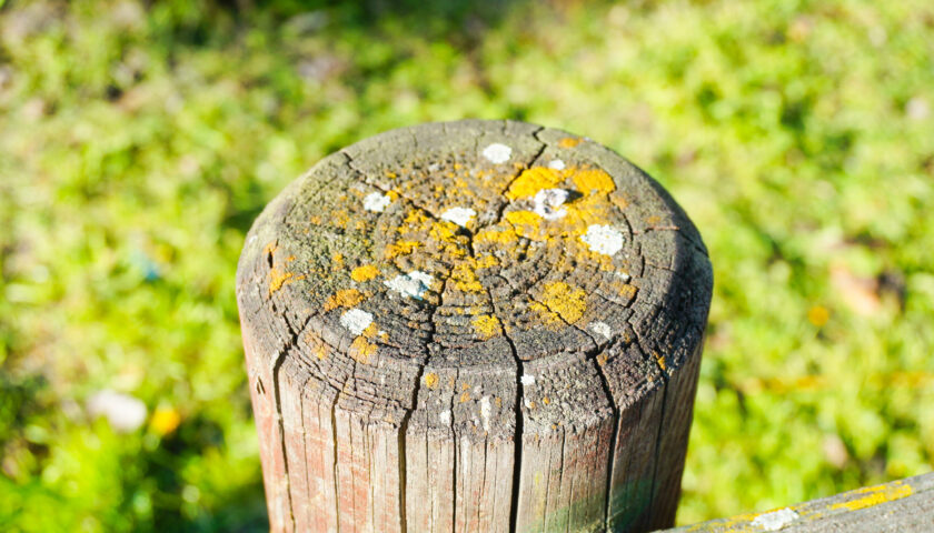 Closeup shot of a wooden pole with fungus