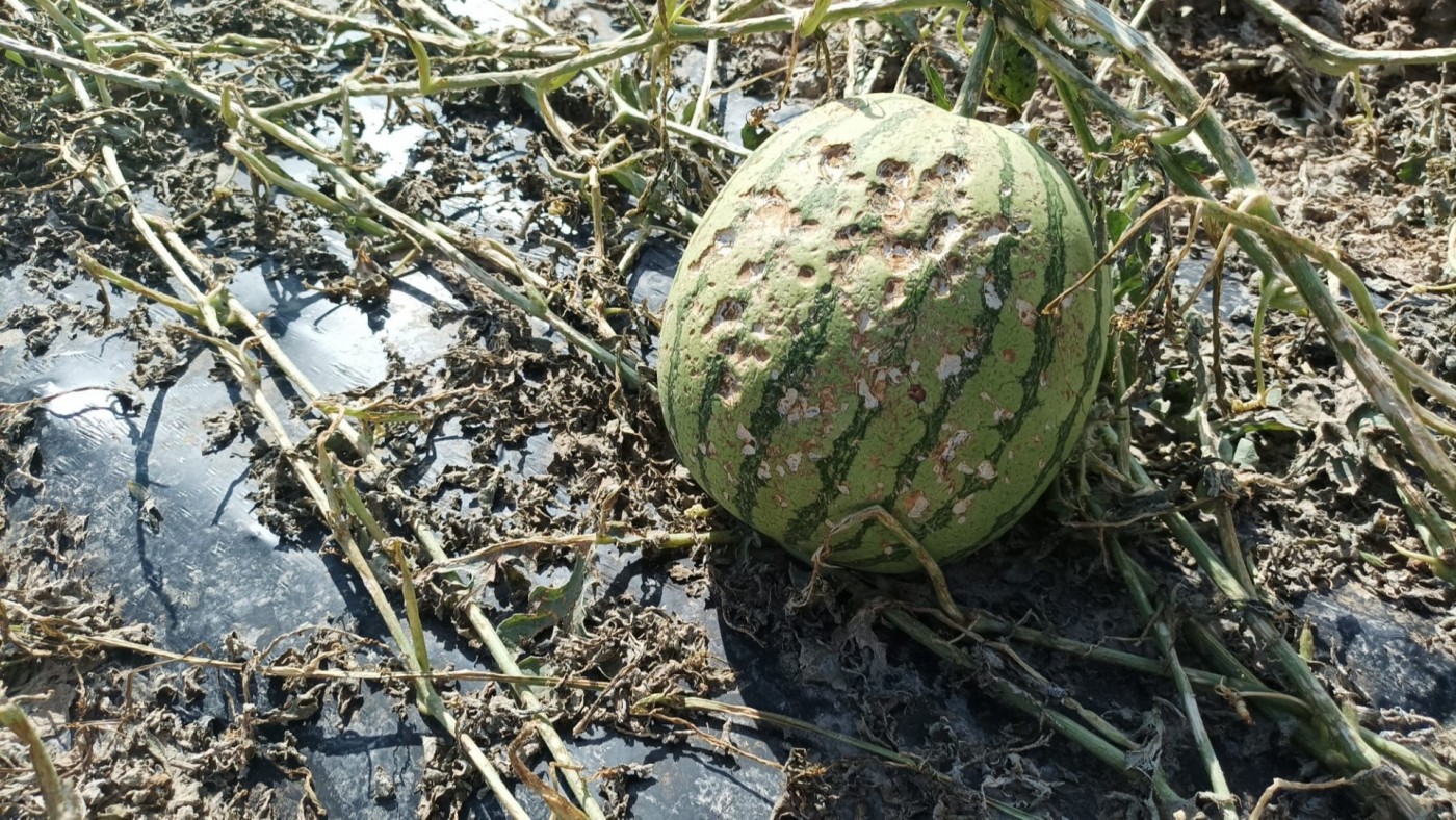 Daños por granizo en cultivos agrícolas tras una tormenta