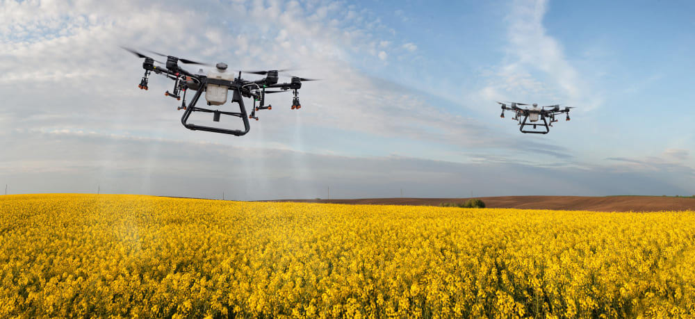 Tratamiento del pulgón con drones agrícolas