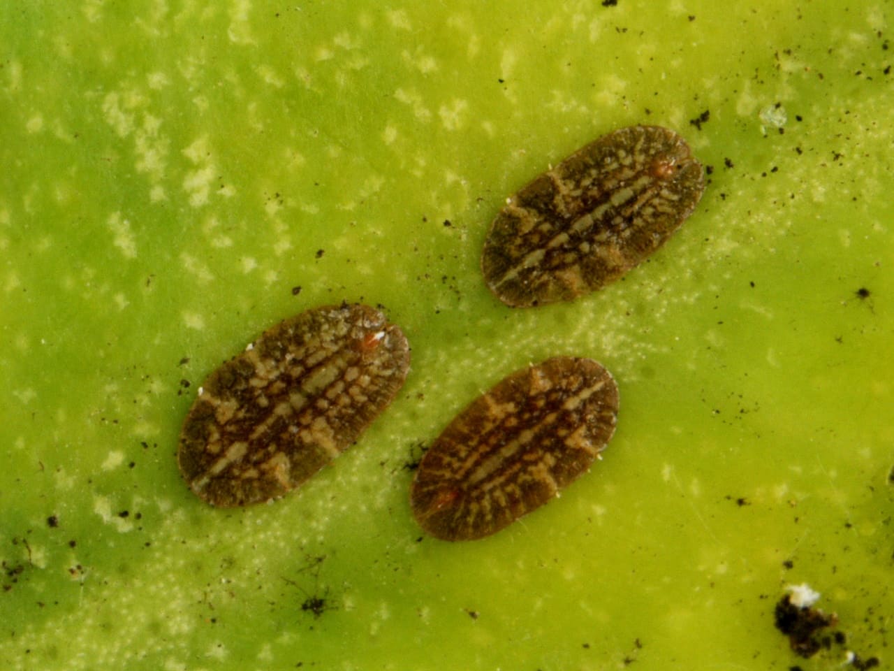 Las garrapatas, principales plagas en cultivos.