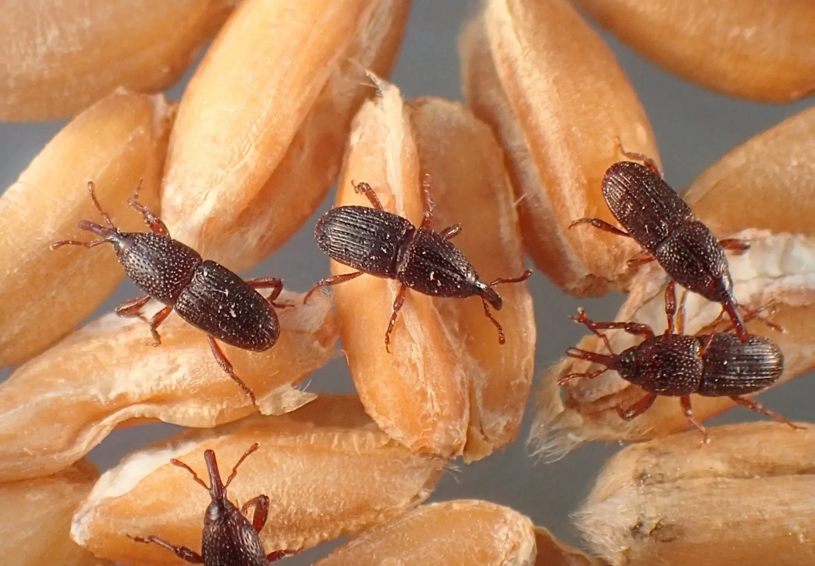 Plagas de los cultivos, los gorgojos abundan