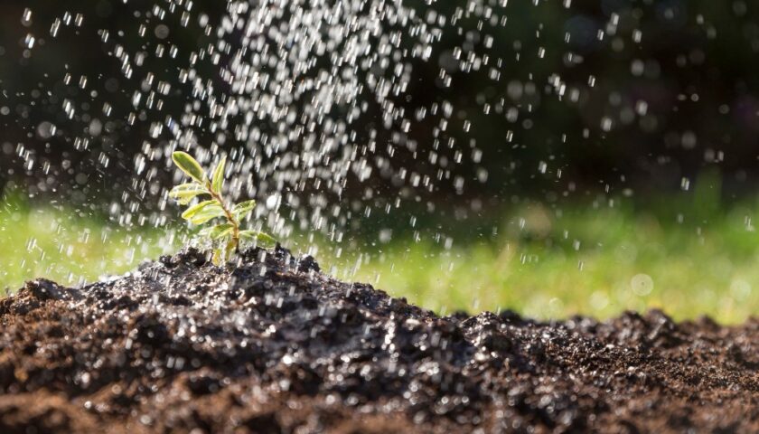 impacto-algas-sistema-riego