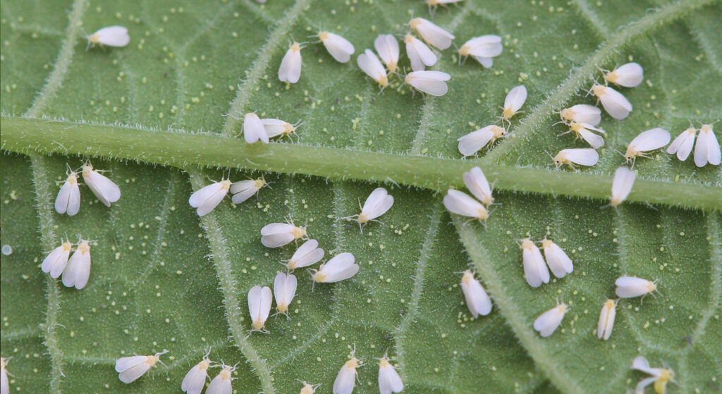 Mosca blanca del tabaco