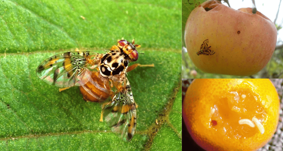 mosca de la fruta plaga cultivos