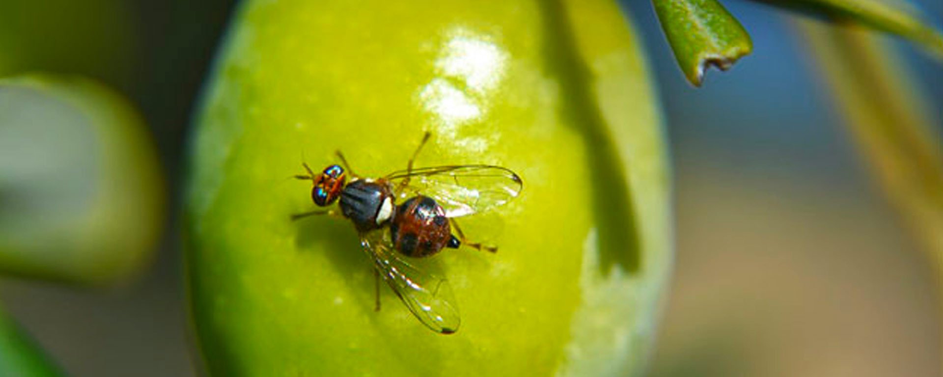 Mosca de olivos, plagas de los cultivos