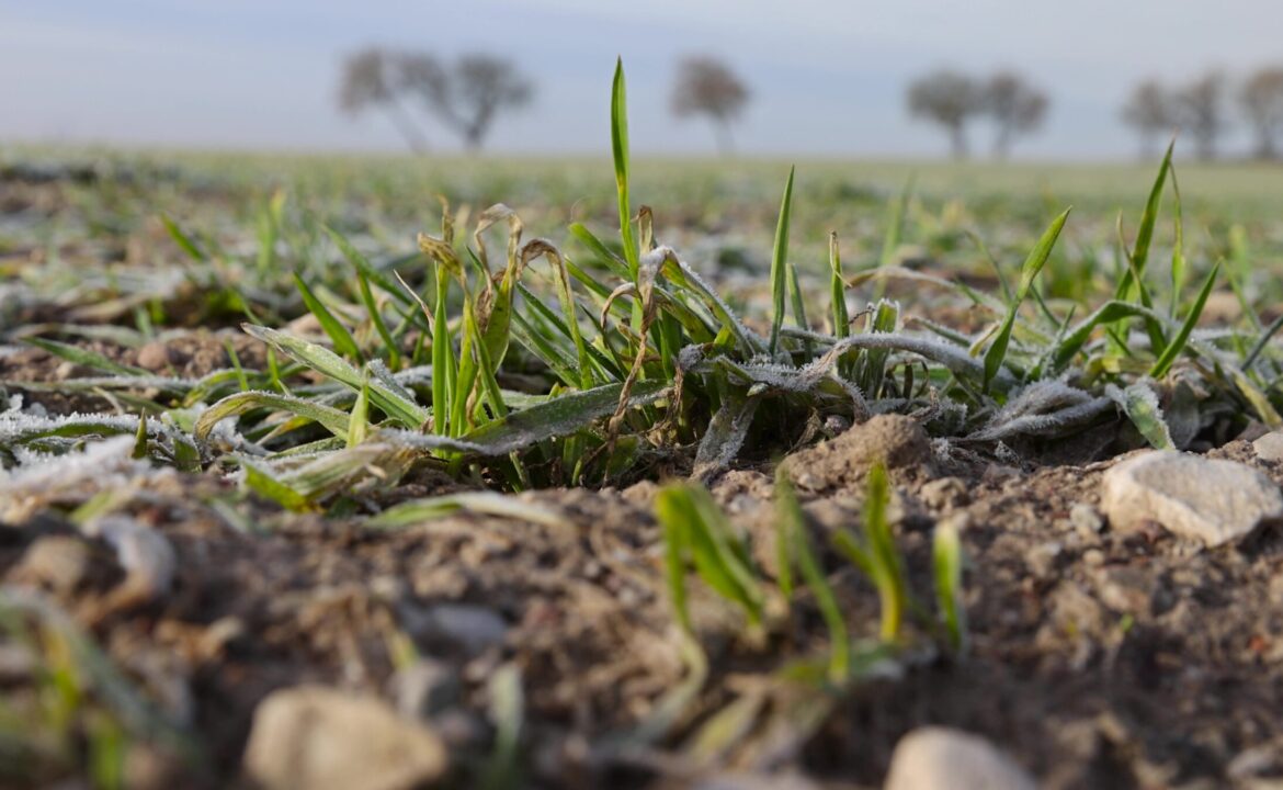 a new crop of wheat resistant to cold in winter in frost