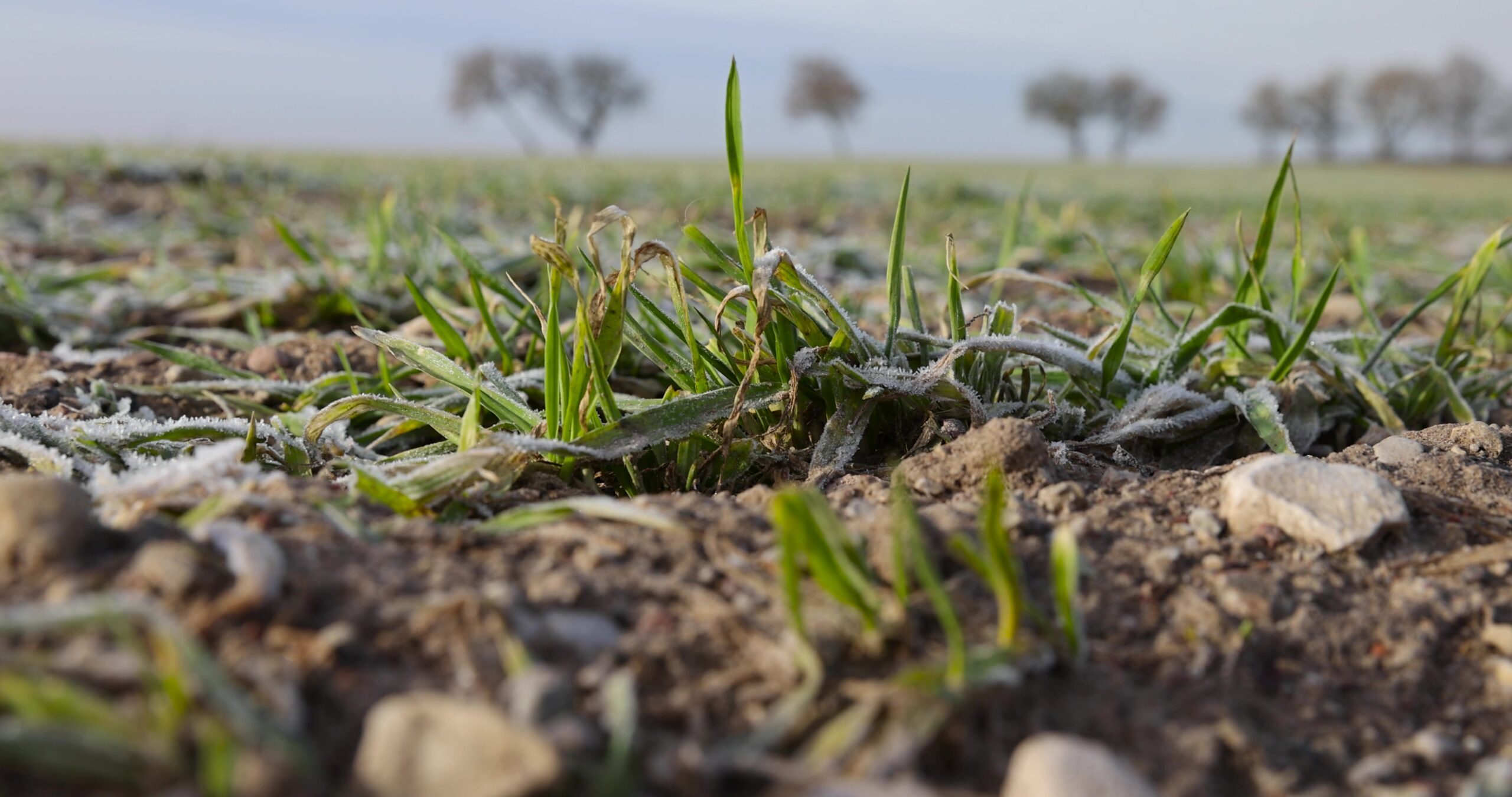 a new crop of wheat resistant to cold in winter in frost