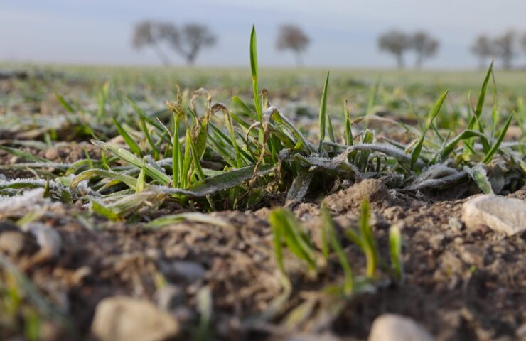 a new crop of wheat resistant to cold in winter in frost