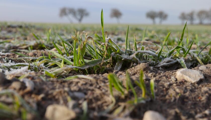 a new crop of wheat resistant to cold in winter in frost