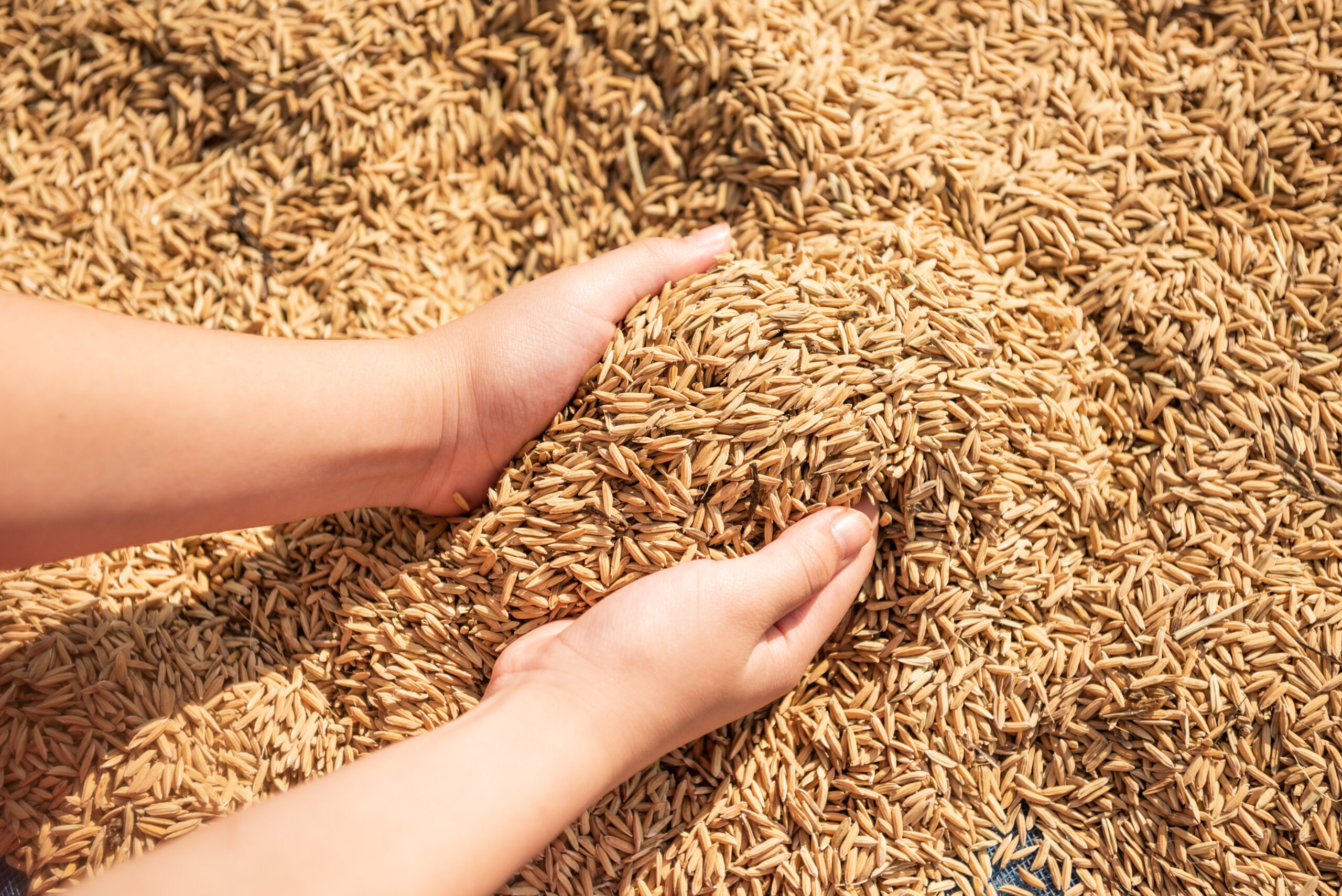 Paddy in harvest,The golden yellow paddy in hand, Farmer carryi