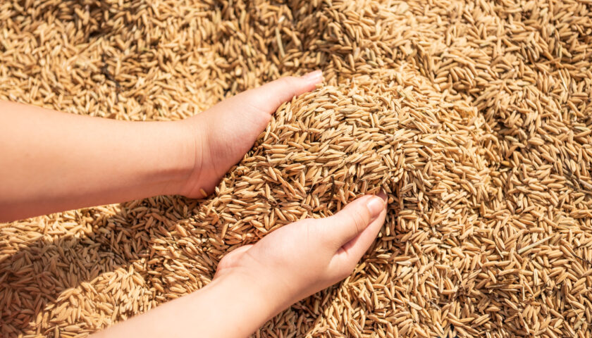 Paddy in harvest,The golden yellow paddy in hand, Farmer carryi