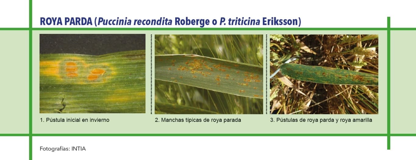 Roya en cereales propagándose en hojas de cultivo