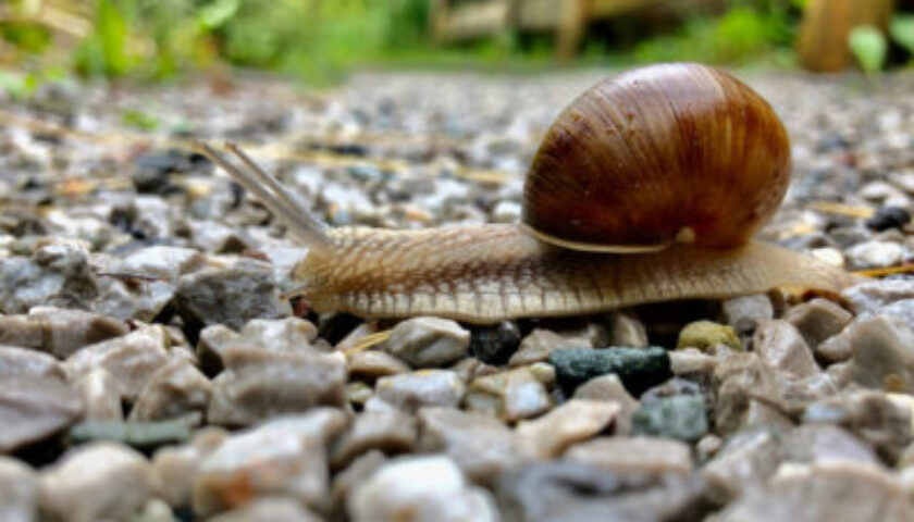 Snail crawling on small wet rocks on the ground