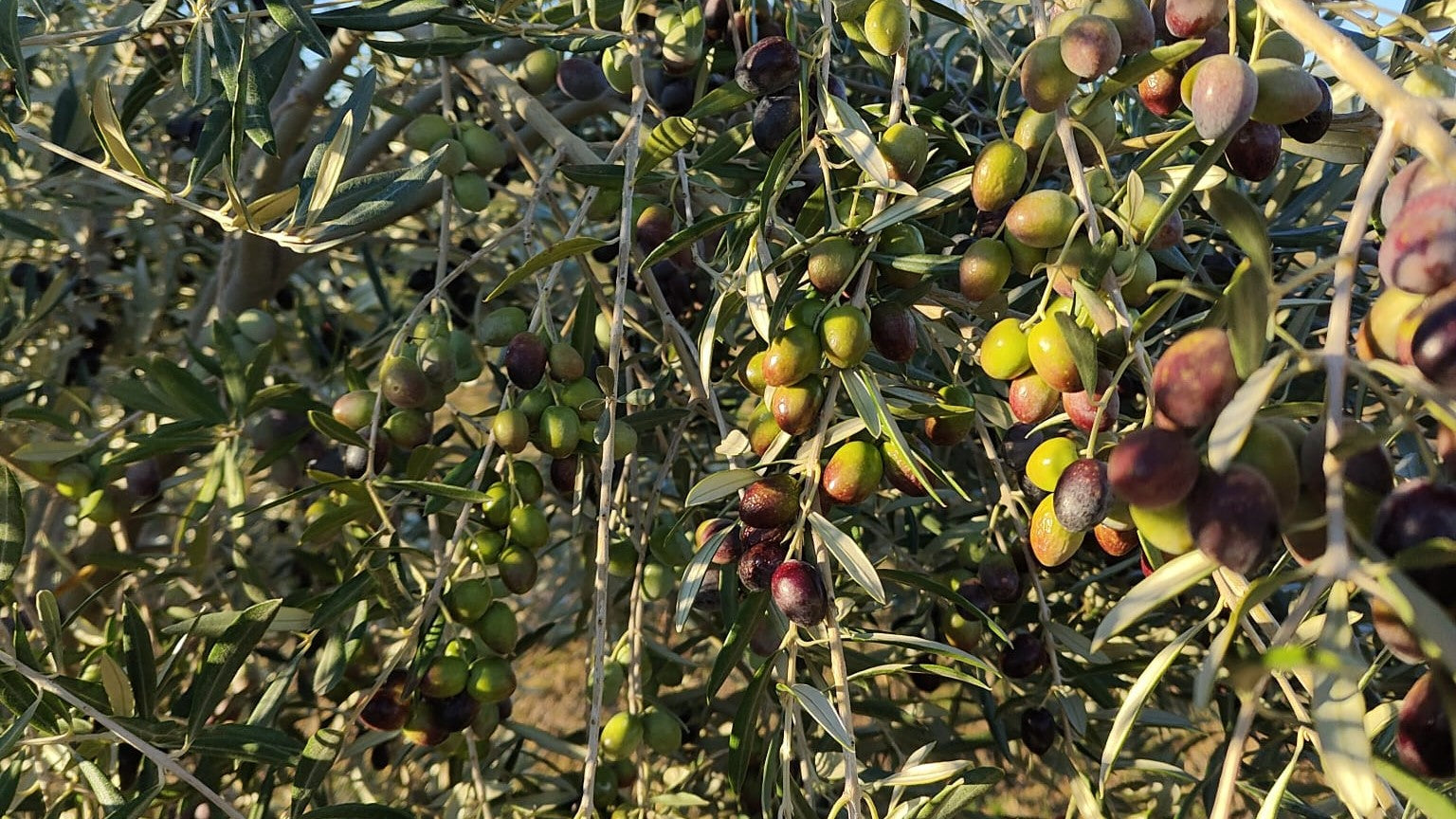 variedades para mejora del cultivo de olivos