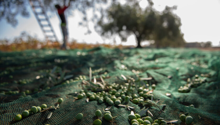 View of Olives harvest in Sicily countryside