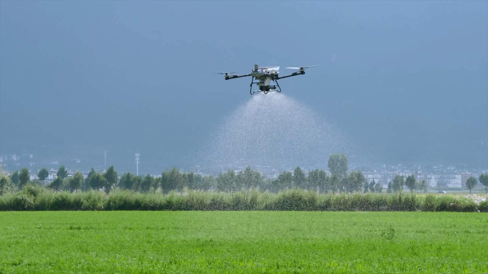 Dron agrícola DJI Agras T70P pulverizando sobre un cultivo, mostrando el ancho de la cortina