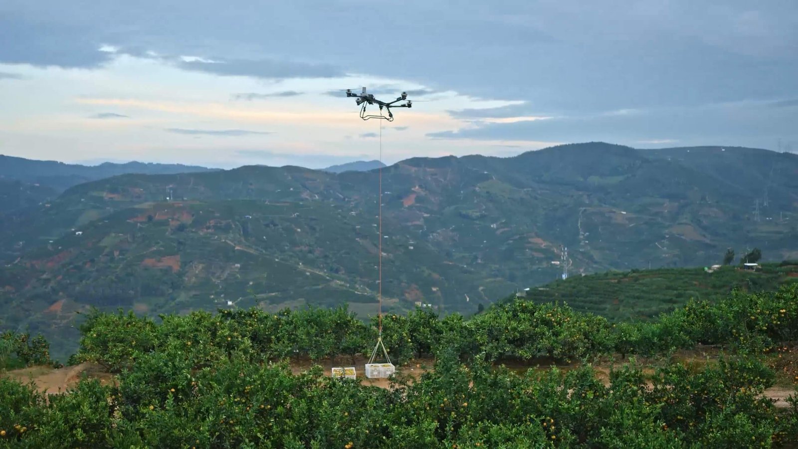 Dron agrícola DJI Agras T70P transportando una caja de carga suspendida por cable
