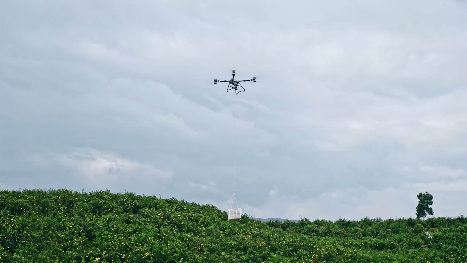 Dron agrícola DJI Agras T100 transportando una caja de carga suspendida por cable