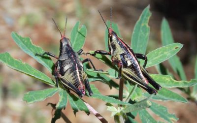 chapulines Insectos que atacan de forma masiva