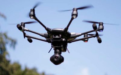 control-de-aves control-de-aves