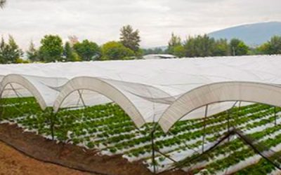 invernadero invernadero