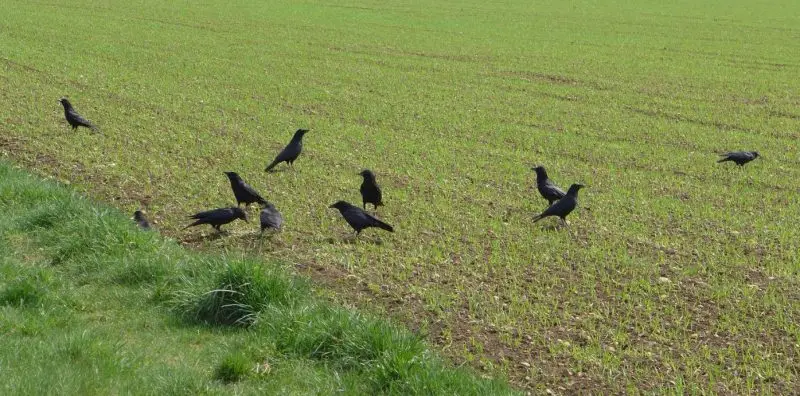 Aves en los cultivos, efectos negativos
